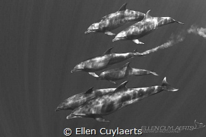 A wonderful encounter with a pod of bottlenose dolphins, ... by Ellen Cuylaerts 
